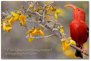 This is a photo of an endemic 'I'iwi, a Hawaiian Honeycreeper perched on a mamane tree.
