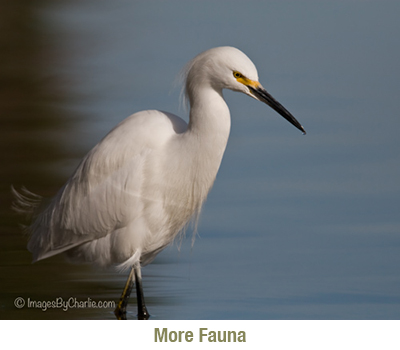 More Fauna Animals Birds