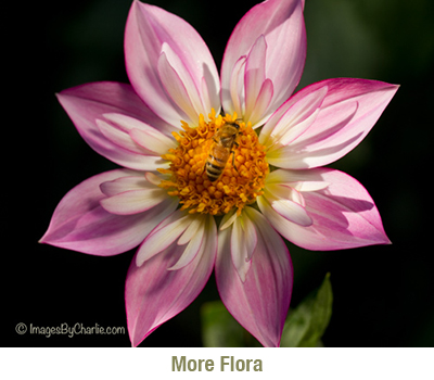 More Flora Plants Botanicals