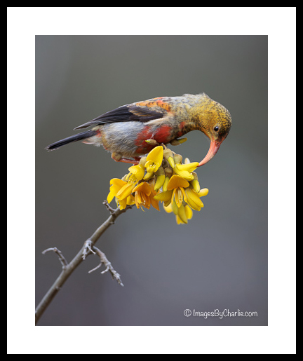 Juvenile,'I'iwi,mamane